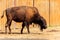 European bison Bison bonasus, also known as wisent, auroch in paddock at farmyard