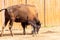 European bison Bison bonasus, also known as wisent, auroch in paddock at farmyard