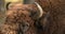 European Bison Or Bison Bonasus, Also Known As Wisent Or European Wood Bison In Autumn Forest close up head portrait