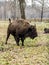 European bison Bison bonasus, big auroch standing in the forest