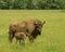 European bison Bison bonasus. A bison calf sucking milk from a mother in a meadow