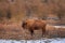 European bison, bison bonasus, european wood bison, the wisent, zubr