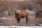 European bison, bison bonasus, european wood bison, the wisent, zubr