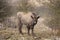 European bison, bison bonasus, european wood bison, the wisent, zubr