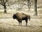 European bison (Bison bonasus) grazing in the meadow, animal scene