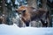 European bison, Bison bonasus. Huge bull standing in freezing winter forest covered in snow, looking at camera.