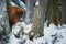 European bison, Bison bonasus. Huge bull standing among trees in the snow of freezing winter forest.