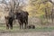 European bison (Bison bonasus) living in autumn deciduous forest