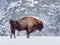 European bison Bison bonasus in natural habitat