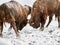 European bison Bison bonasus in natural habitat