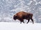 European bison Bison bonasus in natural habitat