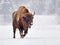 European bison Bison bonasus in natural habitat in winter