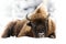 European bison Bison bonasus in natural habitat in winter