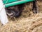 European bison Bison bonasus sticking his nose and hoof out from under the fence, Russia