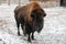European bison Bison bonasus in zoo