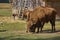 European bison bull and herd