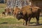 European bison bull and herd