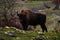 European Bison in the dark forest, misty scene with big brown animal in nature habitat, orange oak leaves on the trees, Studen