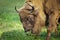 European bison eating grass in the meadow