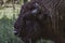 European bison or the European wood bison, also known as the wisent, the zubr, or sometimes colloquially as the European buffalo,