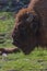 European bison or the European wood bison, also known as the wisent, the zubr, or sometimes colloquially as the European buffalo,