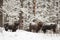 European bison family hiding in woods in winter in Orlovskoye Po