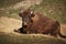 European bison female