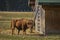 European bison female and calf suckling