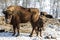 European bison Female with a calf in the winter mountains close-up. Altai