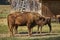 European bison female and her calf