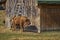 European bison female and her calf