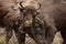 European bison fight for territories in Tarcu Mountains.