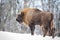 European bison with fluffy fur standing in snow in wintertime