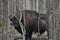 European bison in the forest in the Bialowieza Primeval Forest. The largest species of mammal found in Europe. Ungulates living in