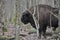 European bison in the forest in the Bialowieza Primeval Forest. The largest species of mammal found in Europe. Ungulates living in