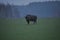 European bison in the forest in the Bialowieza Primeval Forest. The largest species of mammal found in Europe. Ungulates living in