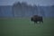 European bison in the forest in the Bialowieza Primeval Forest. The largest species of mammal found in Europe. Ungulates living in