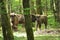 European bison in the forest in the Bialowieza Primeval Forest. The largest species of mammal found in Europe. Ungulates living in