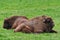 European bison on green grass background - Romania