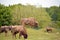 European Bison herd in fota wildlife park