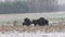 European bison herd in winter field