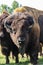 European bison - in a Hungarian countryside