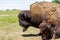 European bison - in a Hungarian countryside