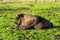 European bison lying down on green grass, Scotland