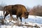 European bison male grazing on snowy forest meadow in winter