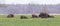 European Bison male herd resting in field