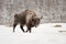 European bison male in winter forest