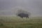 European bison in the morning fog in the forest. Wildlife photography of wild animals in the forest. Plain in the middle of the p