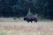 European bison in the morning fog in the forest. Wildlife photography of wild animals in the forest. Plain in the middle of the p