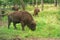 European bison in the Russian National Park